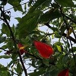 Malvaviscus penduliflorus Flor