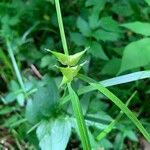 Carex intumescens Blad