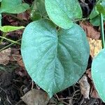 Ipomoea corymbosa Leaf