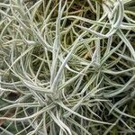 Tillandsia paleacea Yaprak