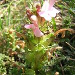 Pedicularis sylvatica Habit