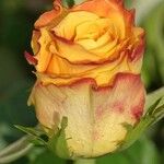 Rosa foetida Flor