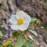 Cistus laurifoliusফুল