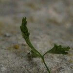 Asplenium seelosii Ліст