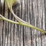 Solanum laxum چھال