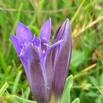 Gentiana septemfida फूल