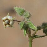 Trichodesma africanum Flower