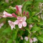 Weigela florida (Bunge) A. DC.花