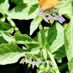 Solanum douglasii List