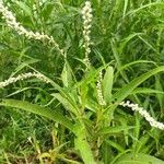 Persicaria punctata Fuelha