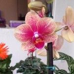 Phalaenopsis amabilis花