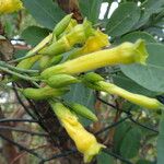 Nicotiana glauca Цвят