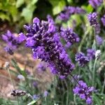 Lavandula × intermedia Flower