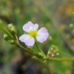 Alisma plantago-aquatica Blüte