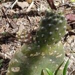 Consolea rubescens Hoja