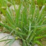 Plantago ovata Other