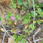 Erodium laciniatum Annet