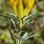 Chamaecytisus austriacus Flower