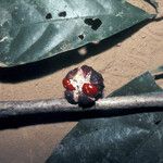 Guarea pubescens Fruit