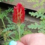 Trifolium incarnatumപുഷ്പം