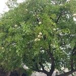 Aegle marmelos Hoja