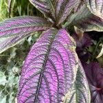 Strobilanthes auriculataΦύλλο