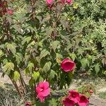 Hibiscus moscheutos Flower