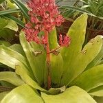 Aechmea weilbachii 葉