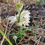 Chlorophytum tuberosum 花