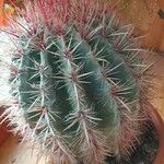 Ferocactus pilosus Агульны выгляд