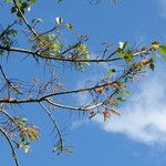 Erythrina poeppigiana