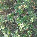 Quercus agrifolia Hoja
