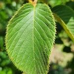 Rubus urticifolius Leaf