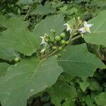 Solanum torvum Levél