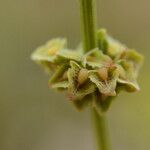 Rumex cristatus Flower