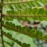 Dryopteris affinis Žiedas