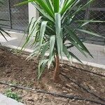 Yucca aloifolia Folha