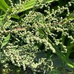 Chenopodium ficifoliumFruit