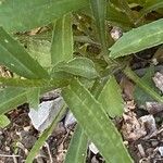 Leucanthemum adustum Blad