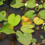 Sagittaria guayanensis Costuma