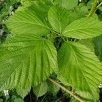 Rubus bertramii Blad