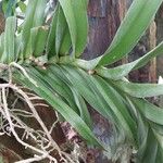 Vanda denisoniana Leaf