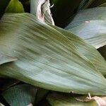 Aspidistra elatior Hoja