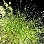 Isolepis cernua Blad