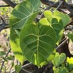 Ficus populifolia Blatt