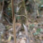 Yushania microphylla Rinde