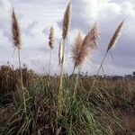 Cortaderia jubata Sonstige