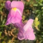 Antirrhinum australe Kwiat