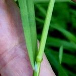 Bromus sterilis Leaf