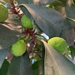 Ficus cyathistipula Fruit